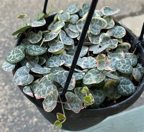 Variegated String Of Hearts Succulent Plant Ceropegia Woodii Etsy