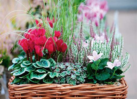 Il prezzo del mazzo di fiori bianchi varia dalla quantità di fiori inseriti nella composizione floreale. Viridea Garden Center è il tuo centro giardinaggio di ...