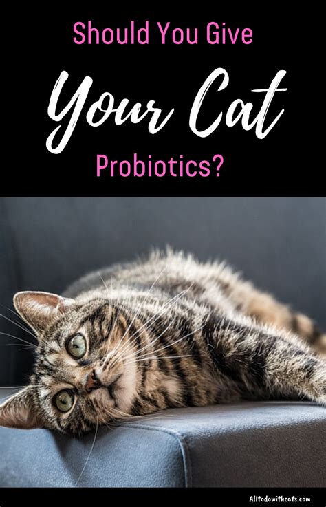 Best Probiotics For Cats And Why Theyre So Important