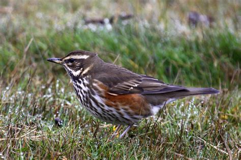 Sharpes Birds Thrushes