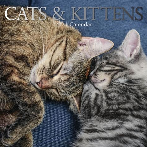 Cat And Kittens Kalender 2021 Plenty Ts