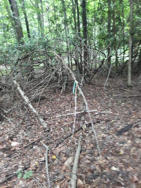 This Is A Possible Sasquatch Nest I Found Along Lick Run Creek