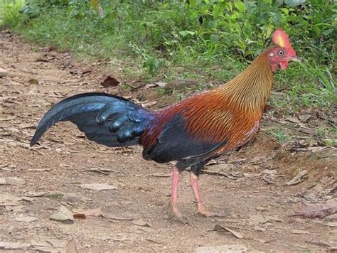 Explore Sri Lanka Our National Bird Ceylon Jungle Fowl