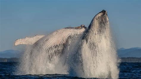Whales Annual Migration Is Underway Off Australias East Coast The