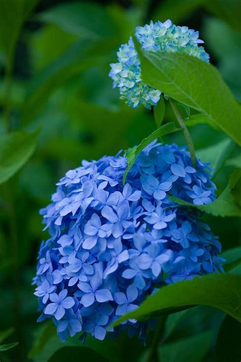 Hydrangea Nikko Blue Common Name Mophead Hydrangea It Seems That