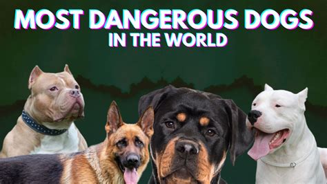 Top 10 Most Dangerous Dog Breeds In The World