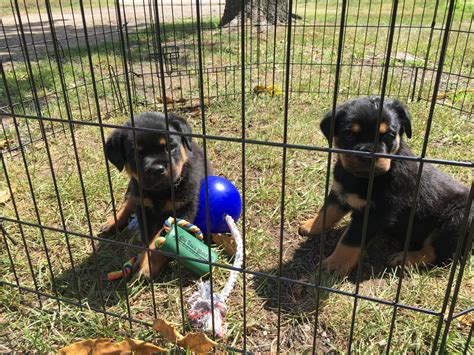 3 male akc rottweiler puppies left. Rottweiler Puppies For Sale | Romulus, MI #223677