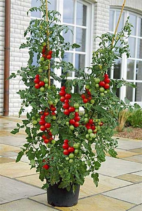 Growing Cherry Tomato Plants In Pots