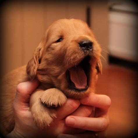 Golden retriever puppies are adorable and if you are buying one of your own, sometimes making a choice can be difficult. As small family breeders of AKC Golden Retrievers, many of ...