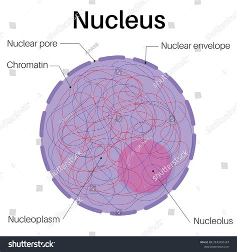 Anatomy Nucleus Cells Cell Biology Stock Vector Royalty Free