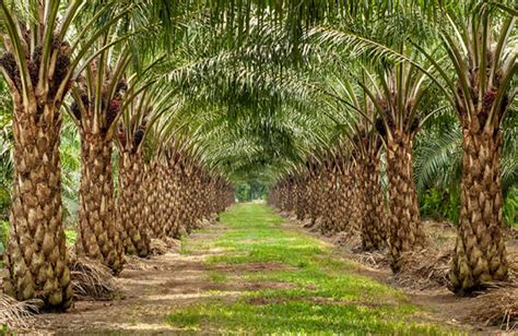 Perladangan kelapa sawit telah bermula sejak awal penubuhan pkps iaitu tahun 1972. RM200.63 juta diperlukan untuk projek SALCRA | Utusan ...