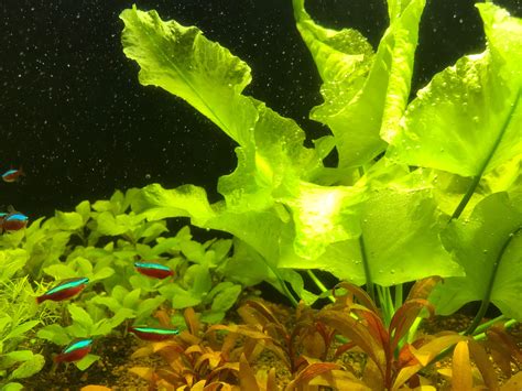 Maybe you would like to learn more about one of these? Pin by Kay Tee on Aquarium | Freshwater aquarium plants ...