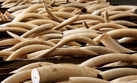 Malaysia Goes After Ivory Smugglers Clean Malaysia