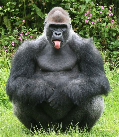 This Gorilla Is A Right Cheeky Monkey Metro News