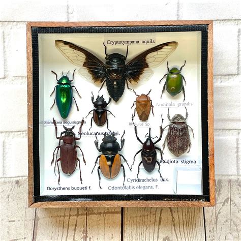 Insect Display Box Frame Display Case Bug Insect 2 Etsy