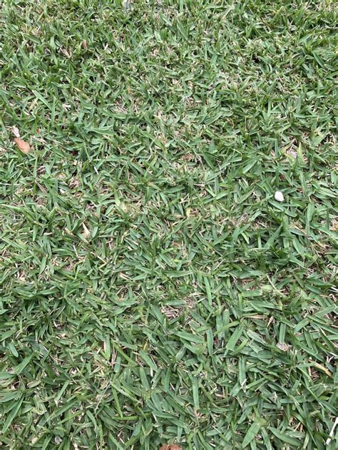 Help Identifying This Grass Rlawncare