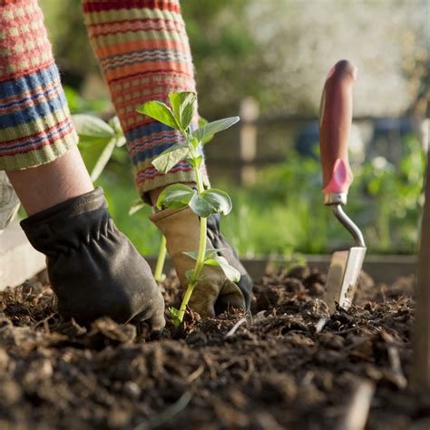 Make Your Vegetable Garden Thrive With These Organic Must Haves