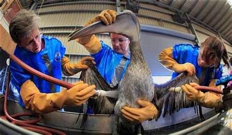 New Oiled Birds At Rescue Center More Expected Al Com