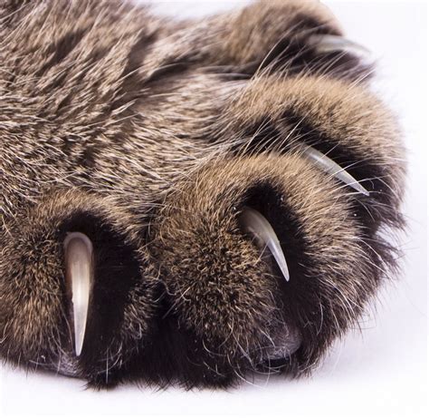 고양이발톱깎기 고양이발톱깍기 노하우 대방출 네이버 블로그