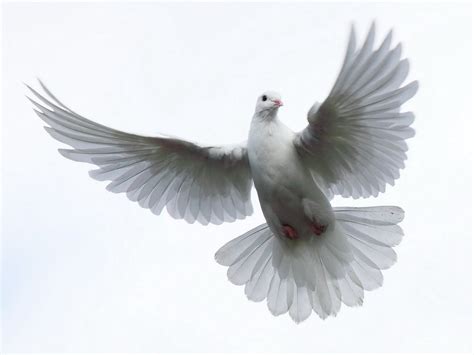 The Holy Spirit Dove Pictures Dove Flying Holy Spirit