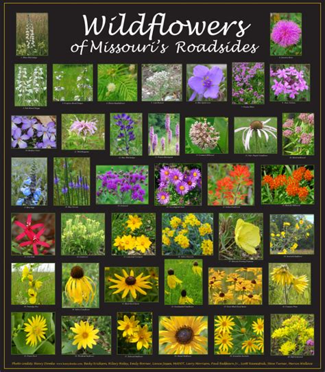 Roadside Wildflowers Poster Missouri Native Plant Society