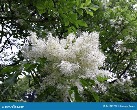 White Flowers Of Fringe Tree Chionanthus Virginicus Stock Image Image