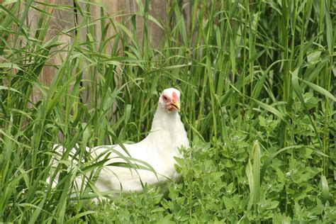 11 Reasons Why We Love Keeping Chickens Hubpages