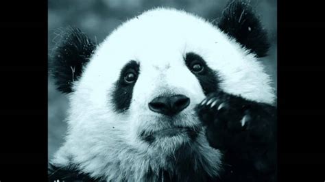 Sad Panda Project Youtube
