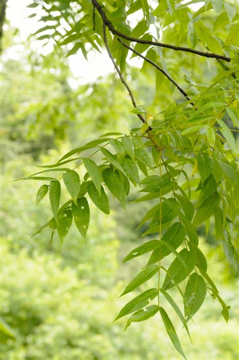 A wide variety of leafs tree options are available to you, such as material, commercial buyer, and occasion. Trees | Toe River Club Natural History Inventory