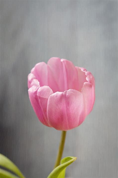 Free Images Blossom Petal Bloom Tulip Vase Red Pink Close
