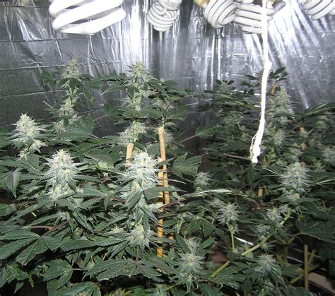 This is particularly true of indoor marijuana grow lights. How to grow pot with CFL grow lights.