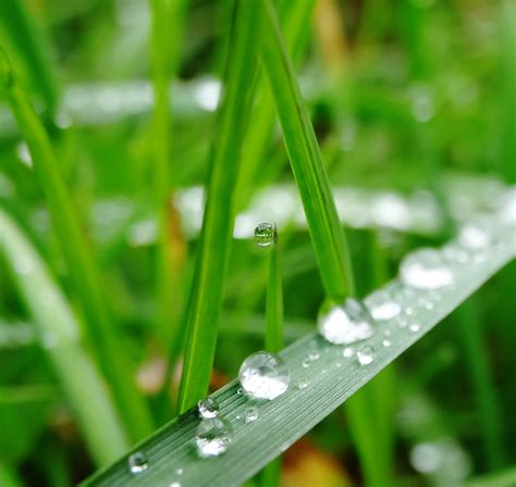 Free Images Dew Lawn Meadow Leaf Flower Wet Green Drip Close