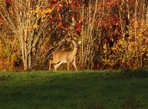 Whitetail Deer Autumn Colors Stock Photo Image Of Outdoors Fall