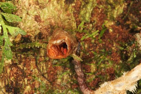 Newly discovered orchid species labelled the ugliest in ...