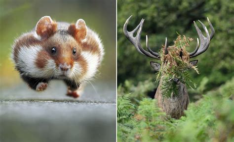 Hilarious Animals Hilarious Winners Of The Comedy Wildlife