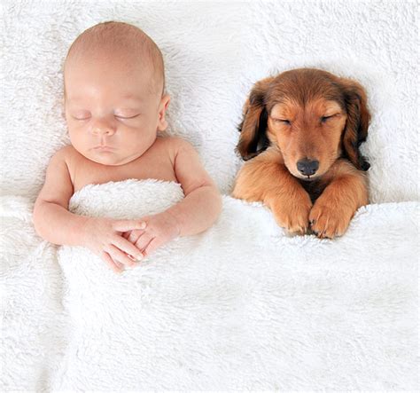 Can Dogs Be Around Newborns