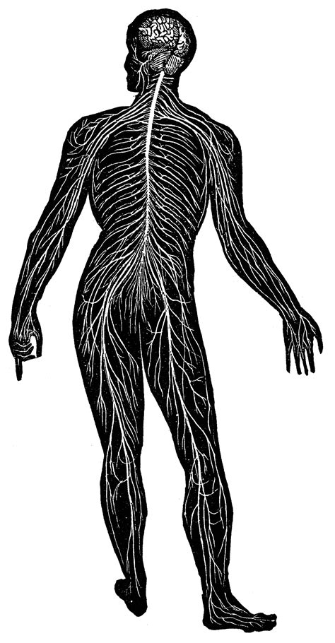 Nervous System Clipart Etc