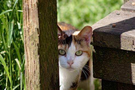 Can Feral Cats Be Friendly Purrpetrators