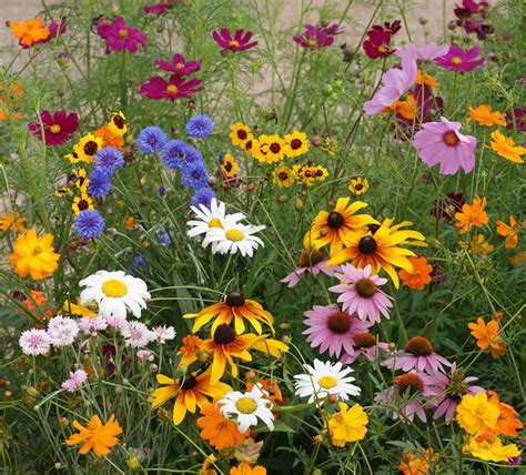 4 Tips For Growing A Beautiful Wildflower Garden Sow Right Seeds