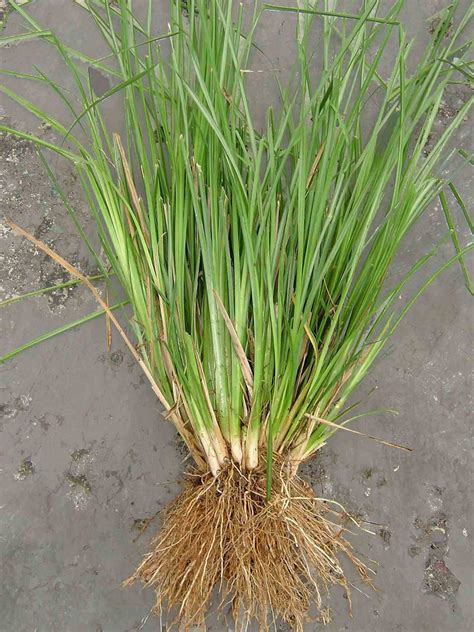Vetiver Facts Health Benefits And Nutritional Value