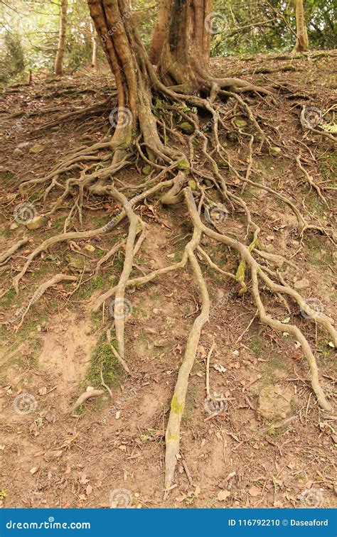 Exposed Roots Of Pine Tree Clinging To Ground Big Rock Stock