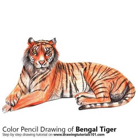 How To Draw A Bengal Tiger At How To Draw
