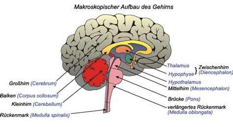 Nervensystem Aufbau Des Gehirns Anatomie Und Physiologie