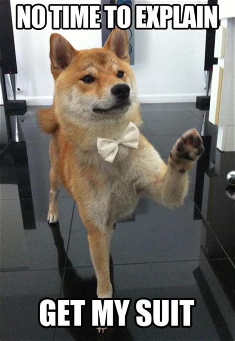 Don't trust people on the internet! 227 best images about Doge Meme Dog Memes on Pinterest