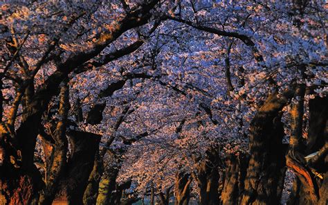 Japan Landscapes Nature Trees Blossoms Sunlight Blossom