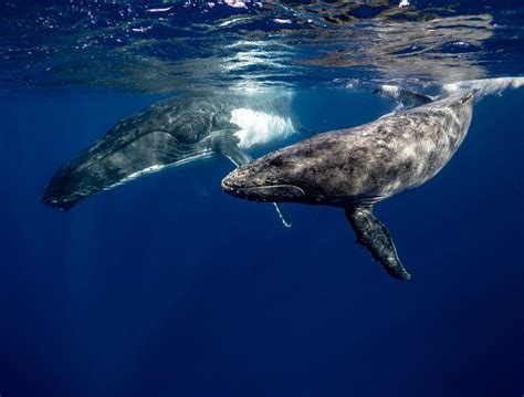 Whales Are So Important How We Can Protect Them