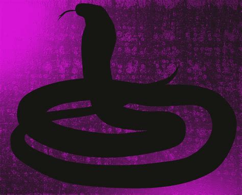 Cobra Snake Poisonous Free Stock Photo Public Domain Pictures