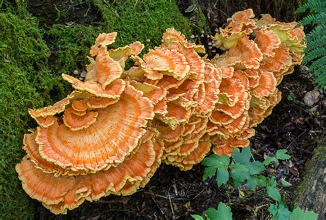 Fall Mushrooms In Ohio All Mushroom Info