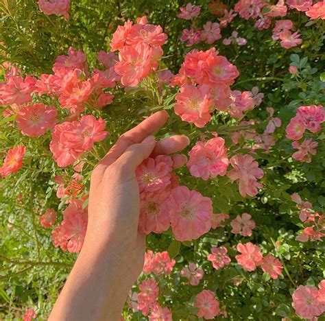 Sem Título — Camelliadaisy Flower Aesthetic Nature Aesthetic