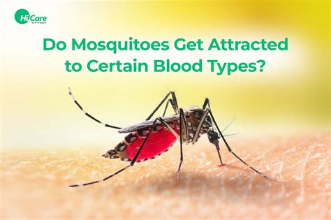 Info On Blood Type That Mosquitoes Like Most Hicare